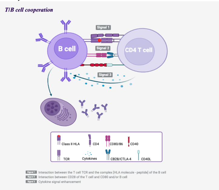 T-B cell